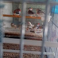 Diamanti mandarino (bengalini)