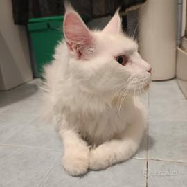 Maine Coon
