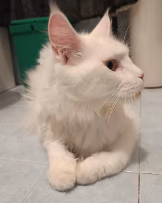 Maine Coon