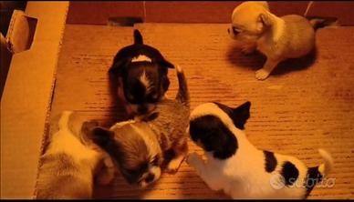 Cuccioli chihuahua