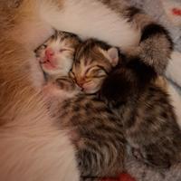Gattini in adozione