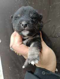 Cuccioli di SHIBA INU