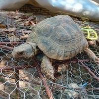 Tartaruga greca maschio