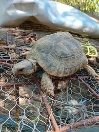 Tartaruga greca maschio