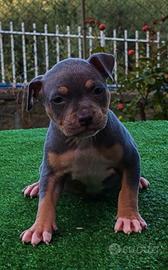 pitbull 