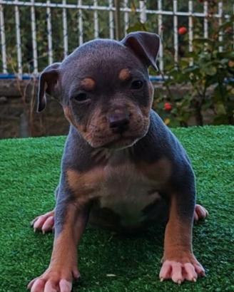 pitbull 