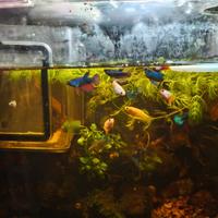 Pesci Betta Splendens