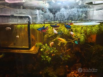 Pesci Betta Splendens