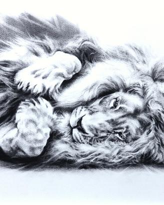 Disegno a carboncino originale -  Leone