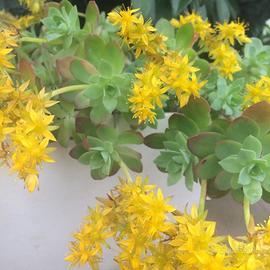 Sedum palmeri 