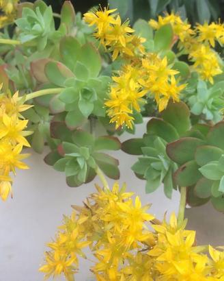 Sedum palmeri 