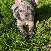 Bulldog francese & french bouledogue