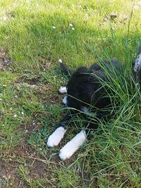 Vndo Cane border collie
