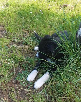 Vndo Cane border collie