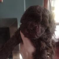 Cuccioli di Barboncino Toy