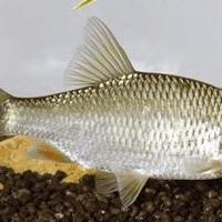 Pesce  bello vive  in Aquari o laghetti