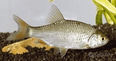 Pesce  bello vive  in Aquari o laghetti