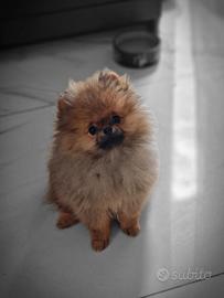 Pomerania
