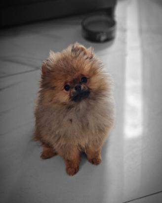 Pomerania