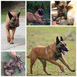 Cuccioli di Pastore Belga Malinois