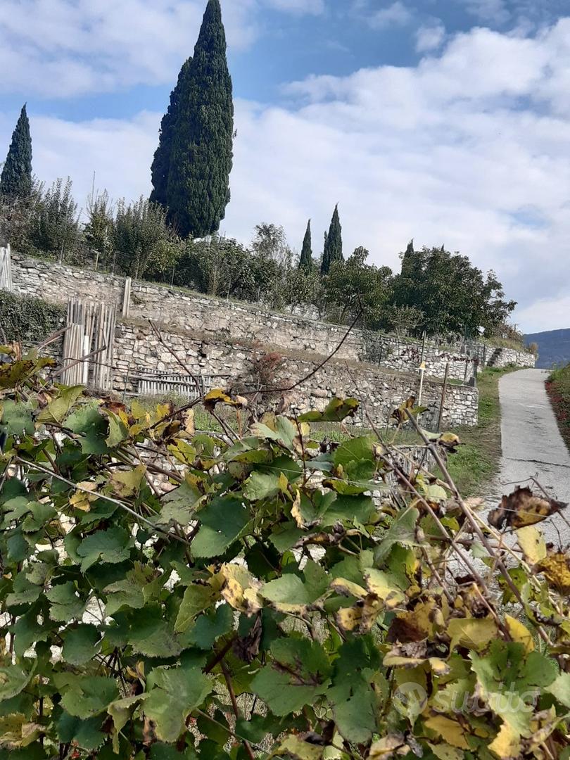 Terreno agricolo terrazzato con imp. irrigazione - Vista 3