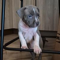 Amstaff cuccioli