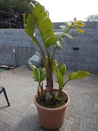 strelitzia nicolae 