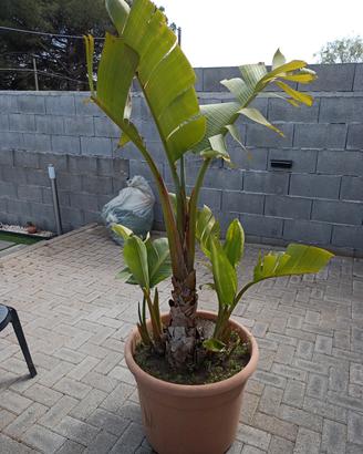strelitzia nicolae 