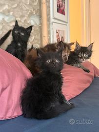Maine coon