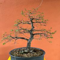 Bonsai Olmo Campestre