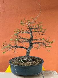 Bonsai Olmo Campestre