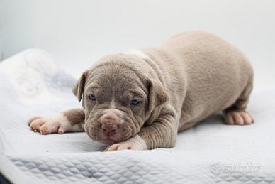 Cuccioli disponibili