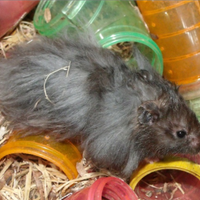 Criceto dorato a pelo lungo