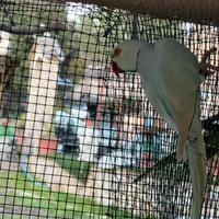 Parrocchetto dal collare