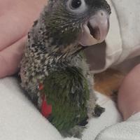 Pullo di Pyrrhura Rupicola allevato a mano