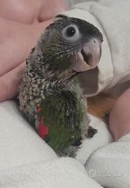 Pullo di Pyrrhura Rupicola allevato a mano