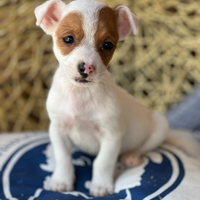 Jack Russell terrier