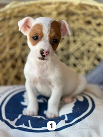 Jack Russell terrier