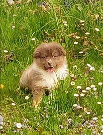 Cuccioli pastore australiano Australian shepherd