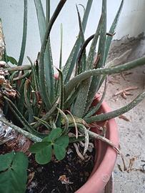 Piantine di aloe vera 
