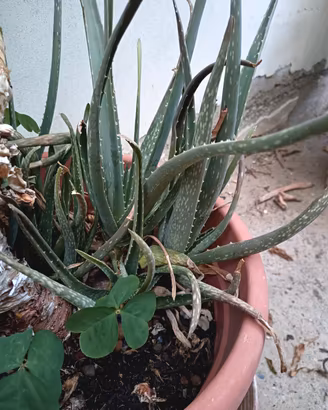 Piantine di aloe vera 