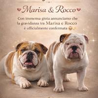 Bulldog Inglese cuccioli