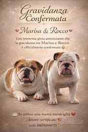 Bulldog Inglese cuccioli