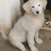 Cucciolo pastore abruzzese