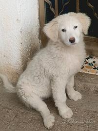 Cucciolo pastore abruzzese