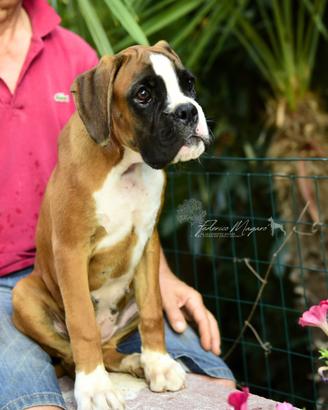 Boxer Cuccioli