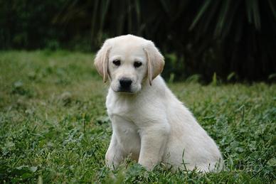 Labrador retriever cuccioli miele