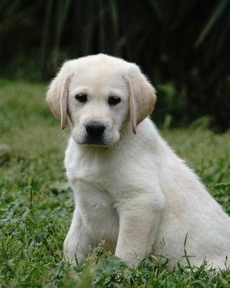 Labrador retriever cuccioli miele