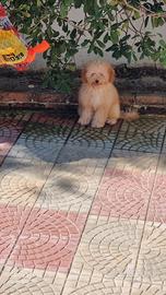 Barbomcina toy