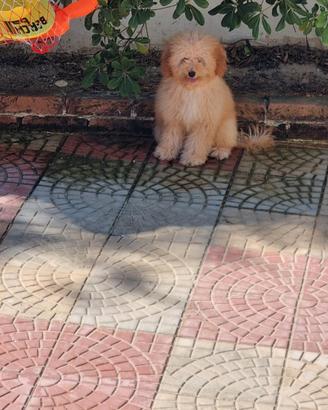 Barbomcina toy